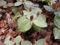 Red short petals and broad green leaves